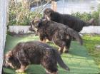 Altdeutsche Schäferhund - Welpen